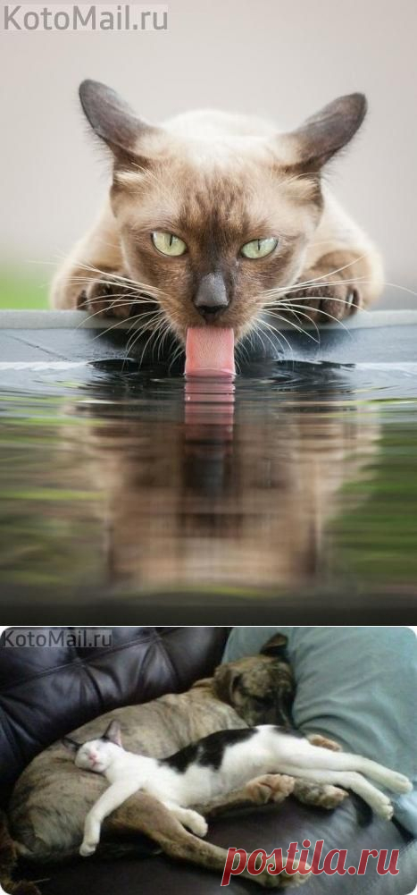 Жажда! | KotoMail.ru