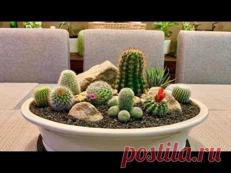 Cactus Arrangement in Big Terracotta glazed pot