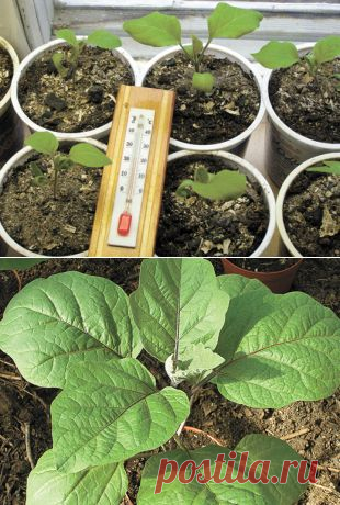 7 рассадных хитростей | Дача | Аргументы и Факты