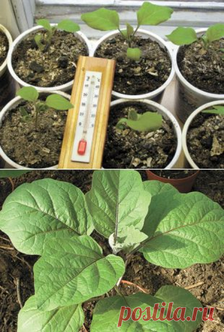 7 рассадных хитростей | Дача | Аргументы и Факты