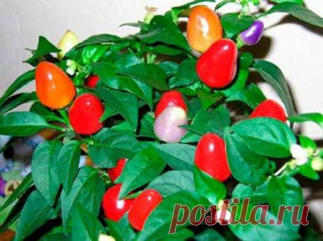 Домашний уход за рассадой перца