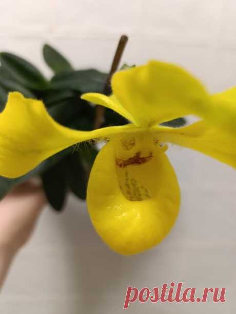 👠Paphiopedilum Wossner China Moon (armeniacum x hangianum)