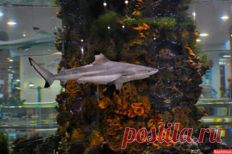 Фото: Аквариум. Николай Попов. Подводный мир - Фото и фотограф на Расфокусе.