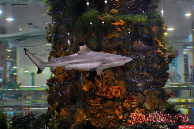 Фото: Аквариум. Николай Попов. Подводный мир - Фото и фотограф на Расфокусе.