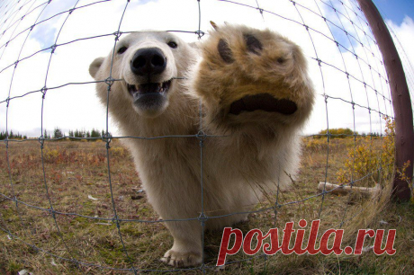Живая природа