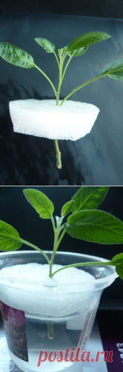 Урожайная грядка