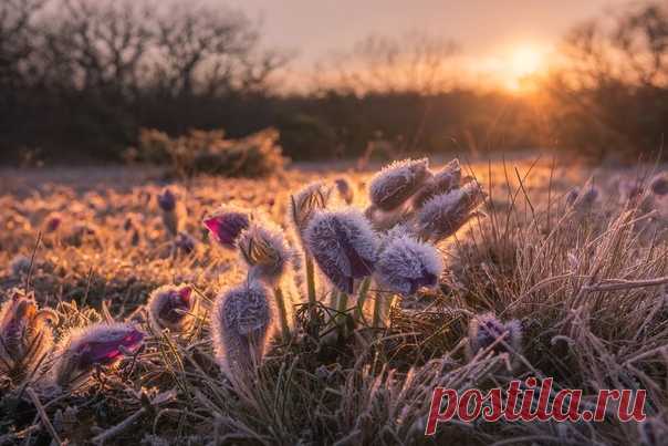 «Сон-трава» Автор фото из Крыма – Вячеслав Лузанов: nat-geo.ru/community/user/116162 Пробуждайтесь – доброе утро!