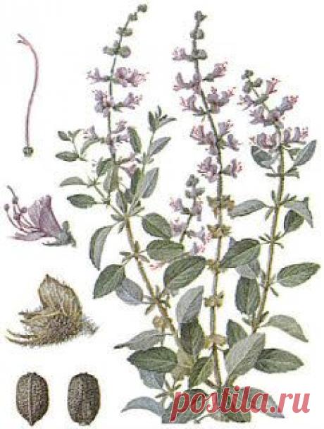 Растение базилик

Базилик - растение теплого климата, поэтому участок для его выращивания должен быть незатененный. Подготовку почвы ведут с осени. Под перекопку на глубину 25 - 27 см вносят 3 кг перепревшего навоза на 1 кв. м. Весной участок перекапывают.