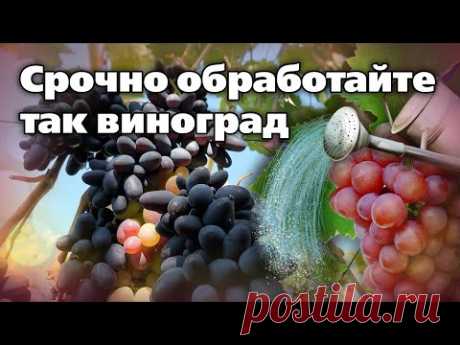Осенние обработки винограда для успешной зимовки