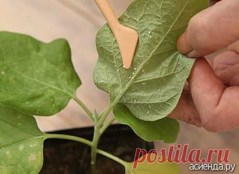 Белокрылка: как бороться.: Группа Практикум садовода и огородника