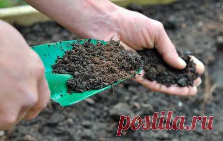 Как и когда пересаживать лилии