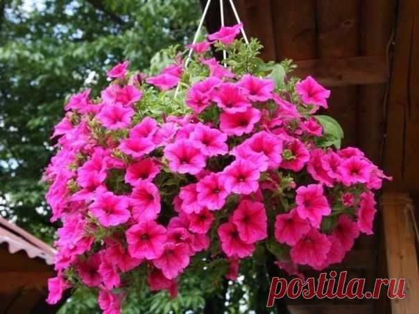 Как правильно сеять петунию без дополнительной пикировки?