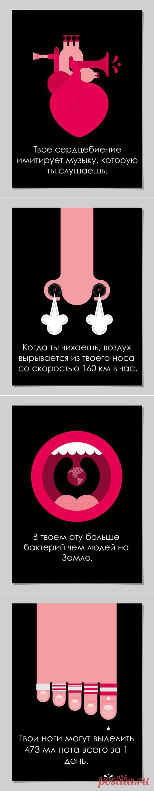 Удивительные факты о нашем организме