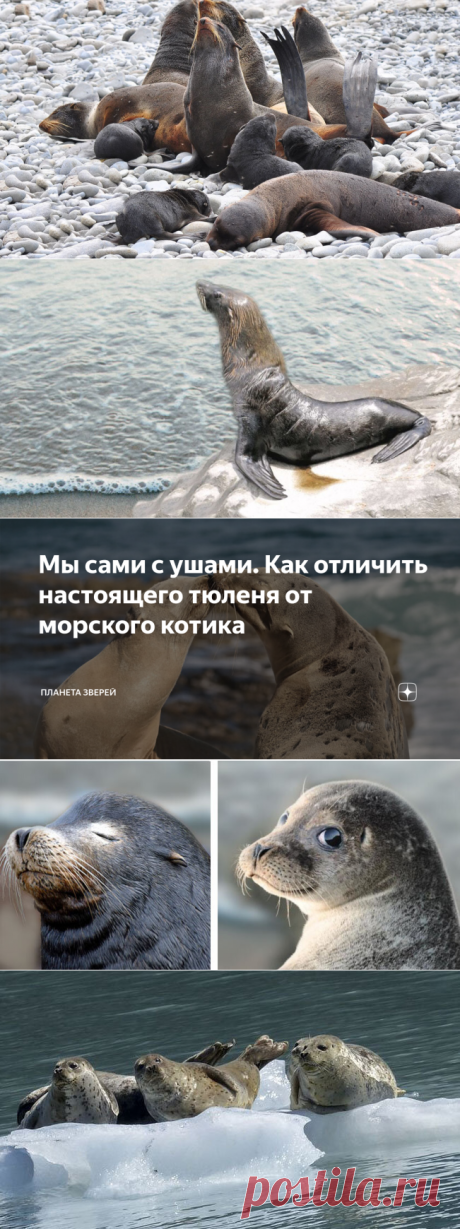 Мы сами с ушами. Как отличить настоящего тюленя от морского котика | Планета зверей | Яндекс Дзен
