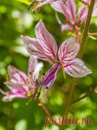 ОСТОРОЖНО, ЯСЕНЕЦ!

Добавляй себе на стену, чтобы не потерять!

Вдоль лесных троп Крыма уже в обилии расцвели эти красивые и в то же время зловещие цветы.

Знакомьтесь: ясенец белый он же купина неопалимая, dictamnus или дикий бадьян

За красотой этого цветка скрывается реальная угроза! К этому растению ни в коем случае нельзя прикасаться и нюхать! Особенно опасны цветки и коробочки с семенами.

В момент прикосновения человек ничего не чувствует, но потом примерно через су...
