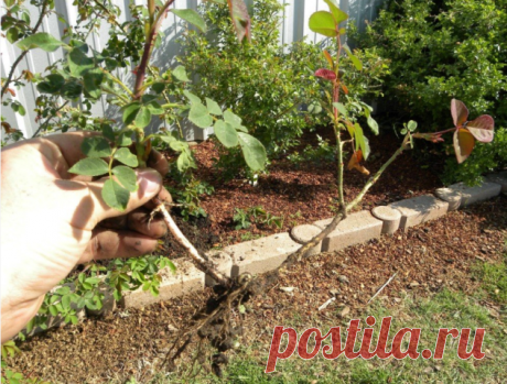 КАК ЧЕРЕНКОВАТЬ РОЗЫ ОСЕНЬЮ.

Обрезав осенью розы я делаю черенки стандартным способом,  верхний срез прямой, нижний косой под почкой. Практически всегда беру черенок с 2-мя почками.
Нижний срез обязательно  обмакиваю в стимулятор роста "Укоренит" (Гетерауксин, Корневин 
не подходят: у них в составе почти один тальк, а в "Укорените" - древесный уголь и ростовые вещества).

Высаживаю подготовленные черенки в ящики с влажными опилками,опрыскиваю,заматываю ящик в мусорный пак...