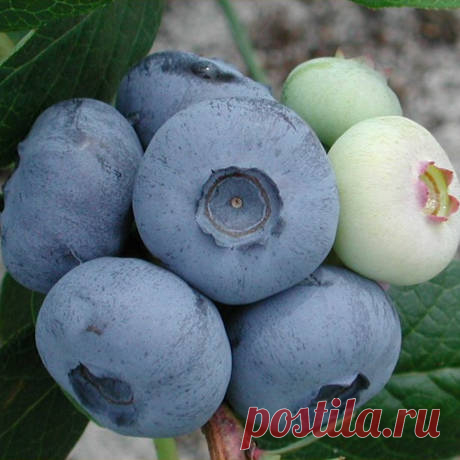 Голубика высокорослая Чандлер (Vaccinium corymbosum Chandler),голубика,купить,саженцы,кустарник,посадка.уход,сорта,садовый центр,голубика высокорослая купить,интернет-магазин растений,отечественные и зарубежные питомники