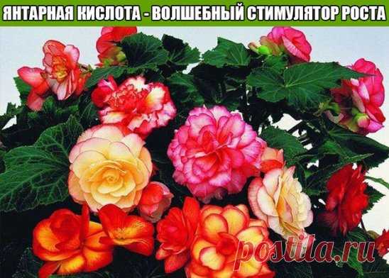 ЯНТАРНАЯ КИСЛОТА - ВОЛШЕБНЫЙ СТИМУЛЯТОР РОСТА
Продавец в цветочном магазине однажды уговорил меня купить янтарную кислоту: мол, это средство удивительно стимулирует рост растений и переборщить с ним невозможно.
Дома я развела 1 г. порошка на 5 л. воды, полила и опрыскала раствором все домашние растения. Результат стал заметен уже через неделю.
Марантовые выпустили новые листья и побеги. Понравилась подкормка и бегониям: вечноцветущая, например, дала сразу 4 мощных боковых побега, усилилось цвете
