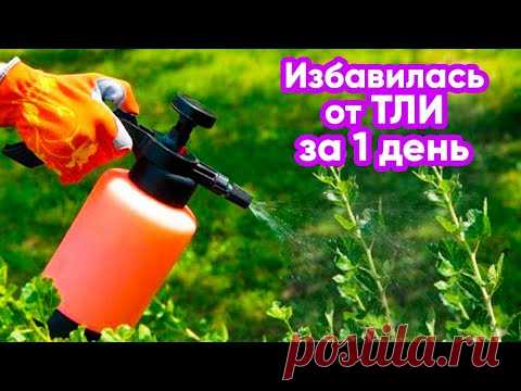 Вся Тля Осыпится Если Обработать Народным Средством! Мой Опыт в Борьбе с Тлей и Муравьями