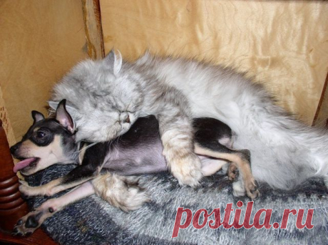 ... А теперь по просьбе Бобика песня Земфиры &quot;Я задыхаюсь от нежности&quot;