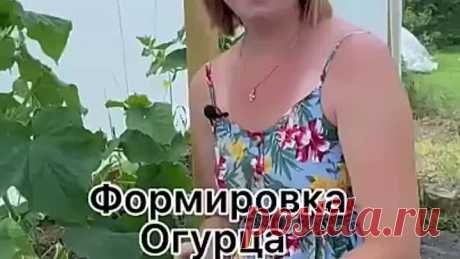 Формировка огурца на шпалере или в теплице!