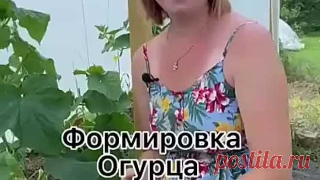 Формировка огурца на шпалере или в теплице!