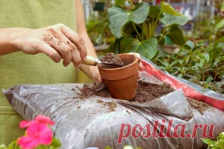 Как правильно подкармливать растения. Тропические комнатные растения особенно чувствительны к нехватке питательных веществ из-за ограниченного объема почвы, а зачастую и потому, что для них неправильно выбрано место. Культуры поглощают питательные вещества из почвы с помощью корней. Чтобы горшечные общие  рекомендации  при  подготовке  к посадке растения хорошо цвели и развивались, им необходимо дополнительное питание в виде подкормок.