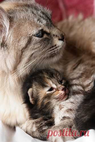 Wordless wednesday #49 | Life With Cats