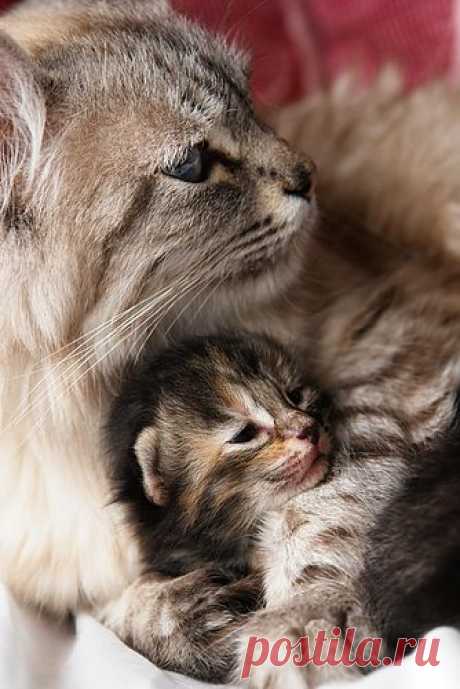 Wordless wednesday #49 | Life With Cats
