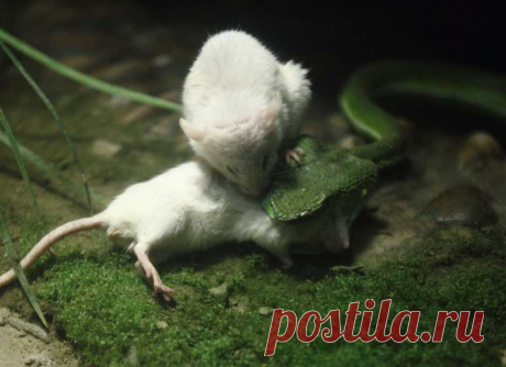 Лучшие фотографии со всего света - Мышонок спасает друга из пасти змеи