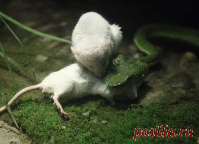 Лучшие фотографии со всего света - Мышонок спасает друга из пасти змеи