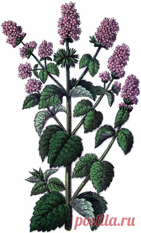 Free-Public-Domain-Mint-Image-GraphicsFairy.jpg (1091×1800)