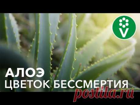 Вся правда об АЛОЭ. Польза, вред, правила применения