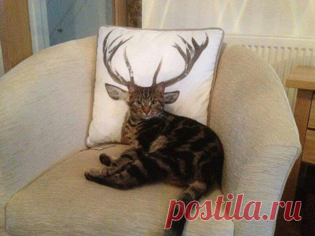 (1) Facebook   Olga Sepp.