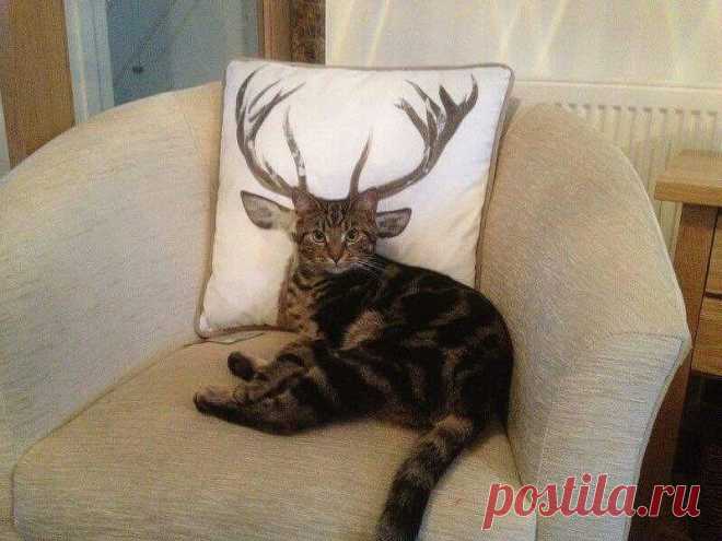 (1) Facebook   Olga Sepp.
