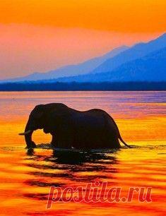 Бульдоги – лучшие друзья котов / Surfingbird знает всё, что ты любишь