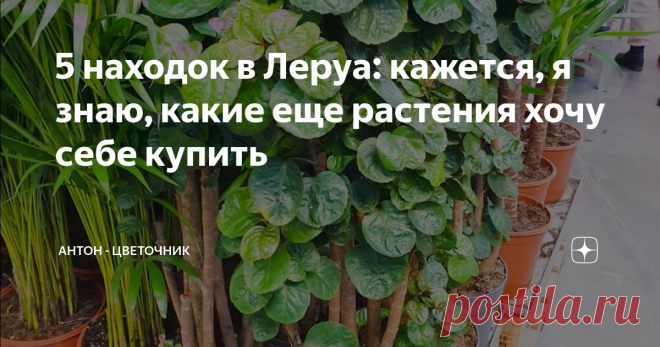 5 находок в Леруа: кажется, я знаю, какие еще растения хочу себе купить При очередном посещении Леруа Мерлен я присмотрел себе 5 новых растений, которые точно попадут в мой список 