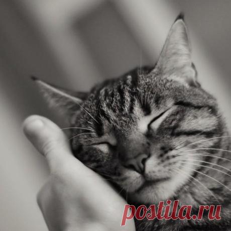 Счастье иметь кота