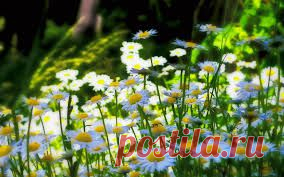 обои на рабочий стол - Поиск в Google