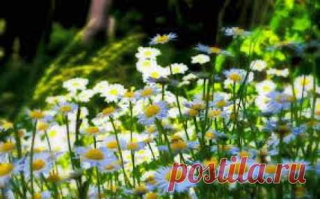 обои на рабочий стол - Поиск в Google