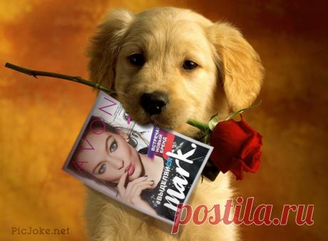 Начал действие 7 каталог AVON,который представляет новую линию косметики AVON MARK. Новый тренд для молодых и ярких,для смелых и дерзких!!!