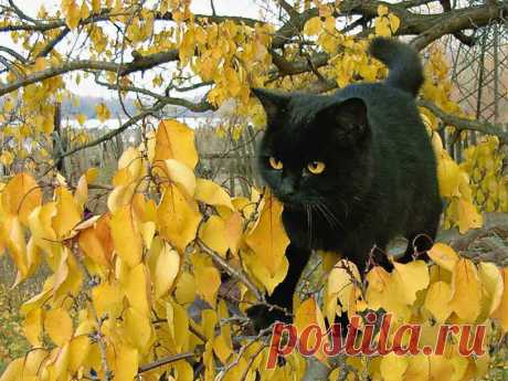 Черный на золотом!