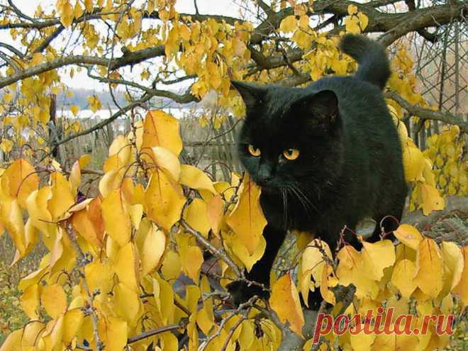 Черный на золотом!