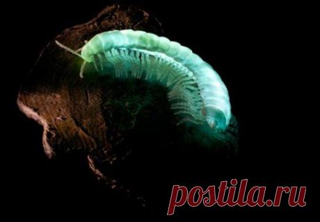 Топ-25 животных с самыми странными защитными механизмами | Разно Всяко