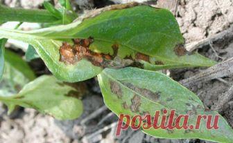 Болезни перца: фото и их лечение, меры борьбы и профилактики Болезни перца могут погубить весь урожай за короткий период. Фото и лечение болезней болгарского перца помогут легко справиться с проблемой. Профилактика