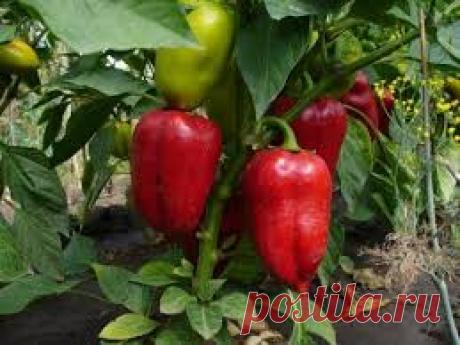 Перцы | Записи в рубрике Перцы | Дневник огородника