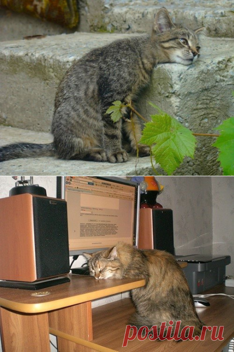 Очень усталые котики