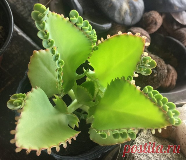 Каланхоэ перистое (Bryophyllum pinnatum).