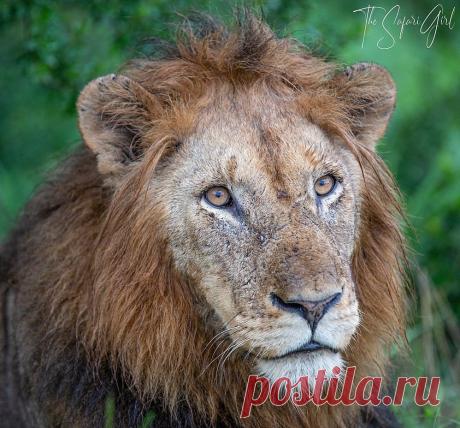 Смешная дикая природа