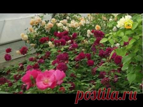 Сорта и выбор роз (ForumHouseTV)